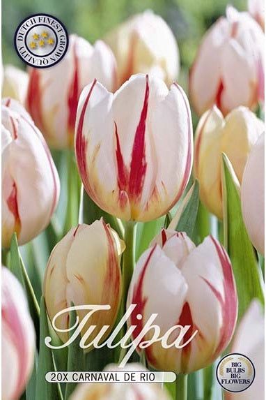 Tulip Carnaval de Rio 20-pakning
